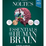 Nolte's Essentials of the Human Brain -2nd Edition