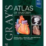 Gray's Atlas of Anatomy - 4th Edition
