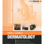Saunders Solutions in Veterinary Practice: Small Animal Dermatology-1st Edition
