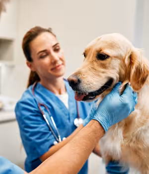Veterinary